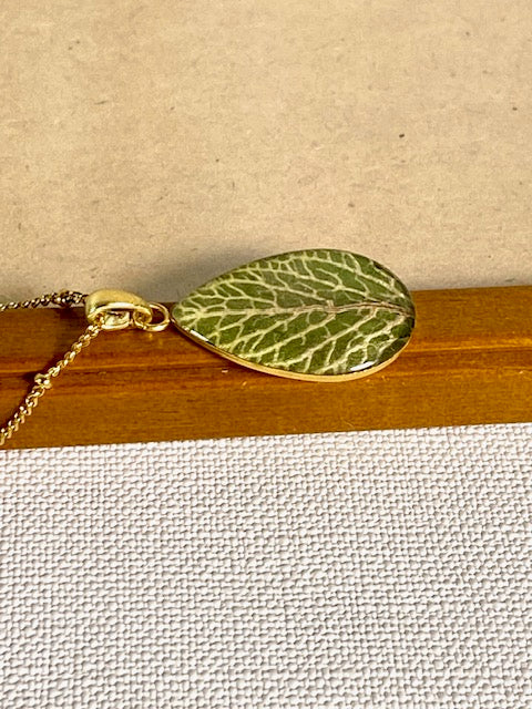 fittonia in gold plated druppelhanger