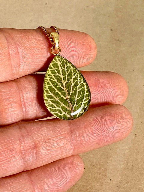 fittonia in gold plated druppelhanger